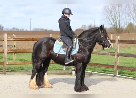 Tinker, Merrie, 12 Jaar, 142 cm, Zwart