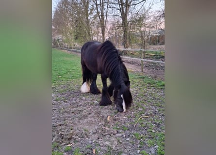 Tinker, Merrie, 12 Jaar, 145 cm, Zwart