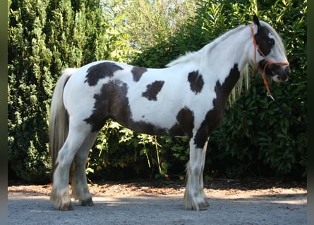 Tinker, Merrie, 13 Jaar, 135 cm, Gevlekt-paard