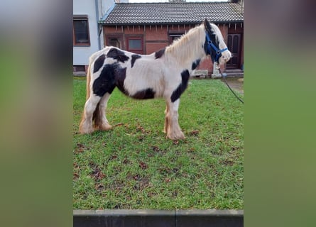 Tinker, Merrie, 13 Jaar, 138 cm, Gevlekt-paard