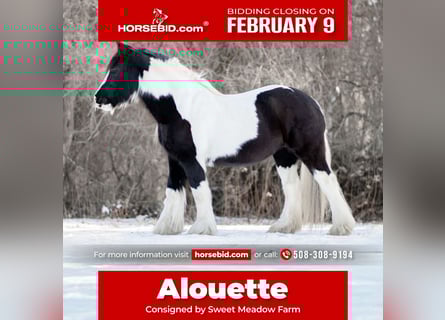 Tinker, Merrie, 13 Jaar, 147 cm, Gevlekt-paard