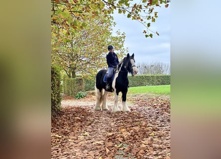 Tinker, Merrie, 13 Jaar, 152 cm, Gevlekt-paard