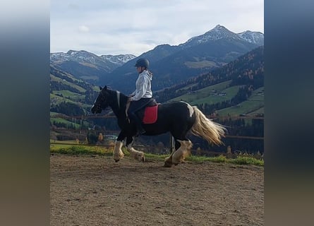 Tinker, Merrie, 16 Jaar, 140 cm, Appaloosa