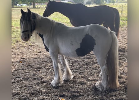 Tinker, Merrie, 16 Jaar, 145 cm, Gevlekt-paard