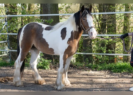 Tinker, Merrie, 2 Jaar, 134 cm, Gevlekt-paard