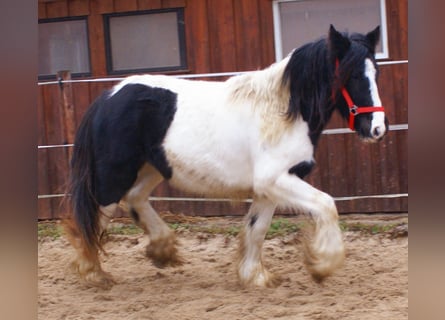 Tinker, Merrie, 3 Jaar, 135 cm, Gevlekt-paard