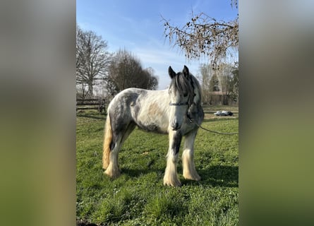 Tinker, Merrie, 3 Jaar, 145 cm, Gevlekt-paard