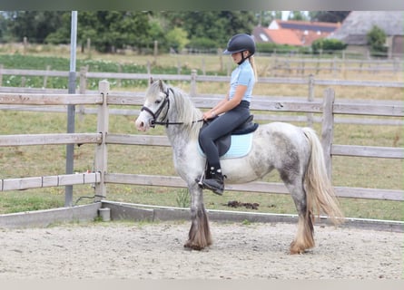 Tinker, Merrie, 4 Jaar, 117 cm, Blauwschimmel