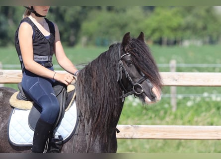 Tinker, Merrie, 4 Jaar, 123 cm, Roan-Blue