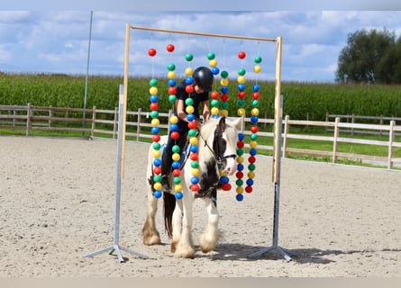 Tinker, Merrie, 4 Jaar, 125 cm, Gevlekt-paard