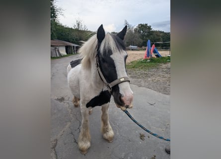 Tinker, Merrie, 4 Jaar, 125 cm, Gevlekt-paard