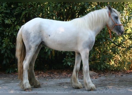 Tinker, Merrie, 4 Jaar, 130 cm, Gevlekt-paard