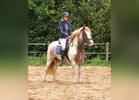 Tinker, Merrie, 4 Jaar, 132 cm, Gevlekt-paard