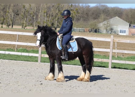 Tinker, Merrie, 4 Jaar, 133 cm, Zwart