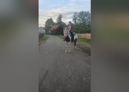 Tinker, Merrie, 4 Jaar, 140 cm, Gevlekt-paard