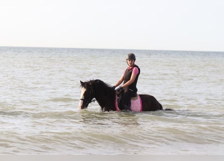 Tinker, Merrie, 4 Jaar, 144 cm, Zwart