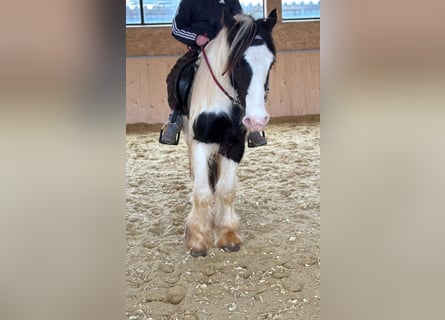 Tinker, Merrie, 4 Jaar, 145 cm, Gevlekt-paard