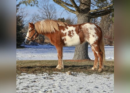 Tinker, Merrie, 4 Jaar, 145 cm, Gevlekt-paard