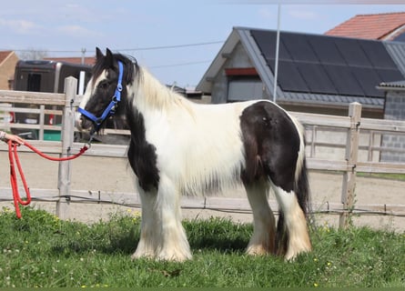 Tinker, Merrie, 5 Jaar, 125 cm, Gevlekt-paard