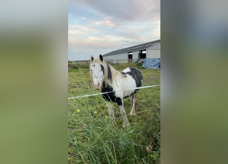 Tinker, Merrie, 5 Jaar, 125 cm, Zwartschimmel