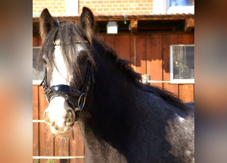 Tinker, Merrie, 5 Jaar, 128 cm, Zwart
