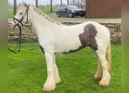 Tinker, Merrie, 5 Jaar, 130 cm, Gevlekt-paard