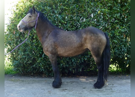 Tinker, Merrie, 5 Jaar, 137 cm, Bruin