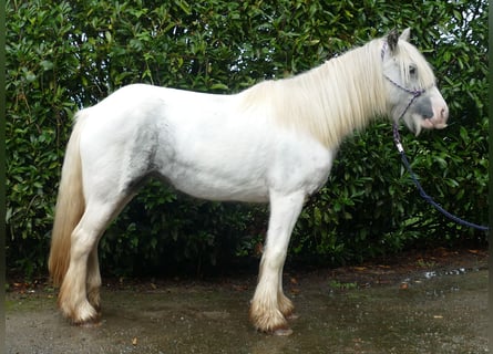 Tinker, Merrie, 5 Jaar, 137 cm, Gevlekt-paard