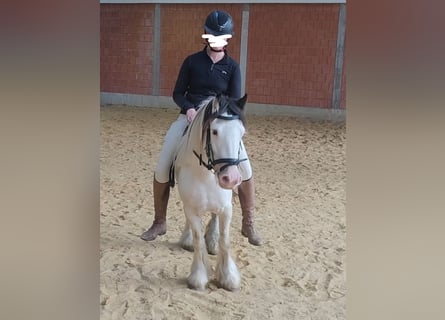 Tinker, Merrie, 5 Jaar, 138 cm, Gevlekt-paard