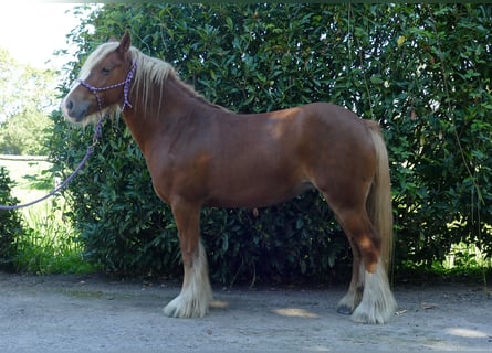 Tinker, Merrie, 5 Jaar, 139 cm, Vos