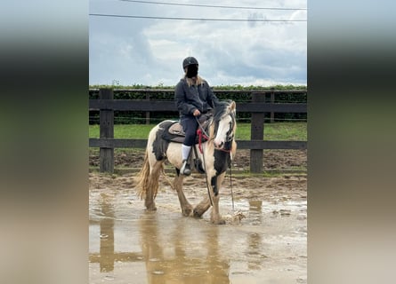 Tinker, Merrie, 5 Jaar, 145 cm, Gevlekt-paard