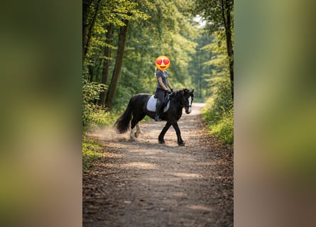 Tinker, Merrie, 5 Jaar, 145 cm, Zwart