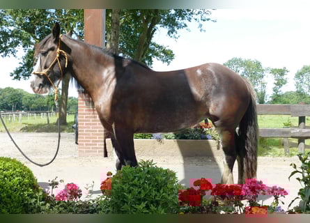 Tinker, Merrie, 5 Jaar, 145 cm, Zwart