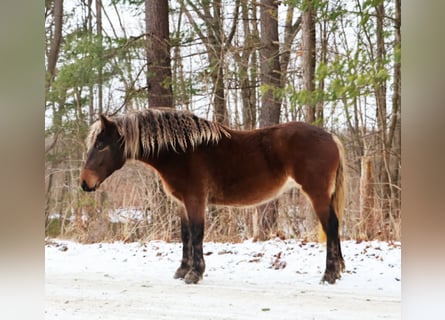 Tinker, Merrie, 5 Jaar, 147 cm, Bruin