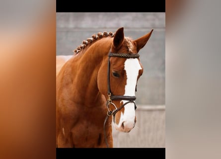 Tinker, Merrie, 5 Jaar, 155 cm, Vos