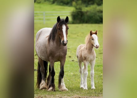 Tinker, Merrie, 5 Jaar