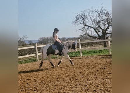 Tinker, Merrie, 6 Jaar, 134 cm