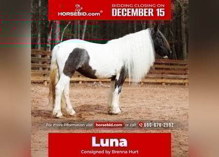 Tinker, Merrie, 6 Jaar, Roan-Blue