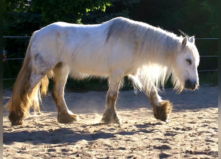 Tinker, Merrie, 7 Jaar, 130 cm, Schimmel