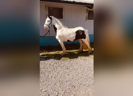Tinker, Merrie, 7 Jaar, 135 cm, Gevlekt-paard