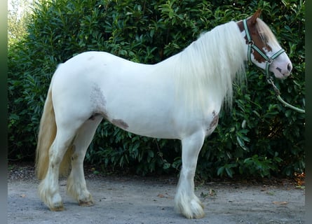 Tinker, Merrie, 7 Jaar, 137 cm, Gevlekt-paard