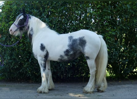 Tinker, Merrie, 7 Jaar, 138 cm, Gevlekt-paard