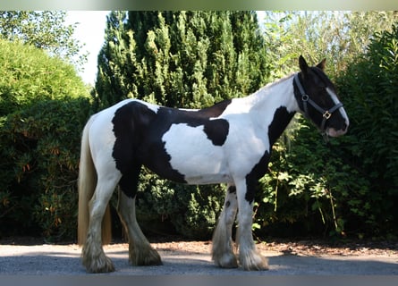 Tinker, Merrie, 7 Jaar, 141 cm, Gevlekt-paard