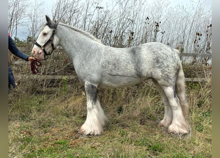 Tinker, Merrie, 7 Jaar, Roan-Blue