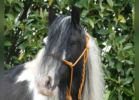 Tinker, Merrie, 8 Jaar, 129 cm, Gevlekt-paard