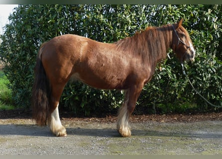 Tinker, Merrie, 8 Jaar, 130 cm, Vos