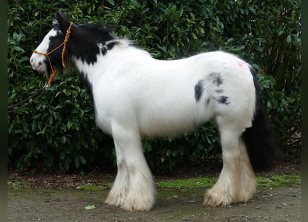 Tinker, Merrie, 8 Jaar, 139 cm, Gevlekt-paard