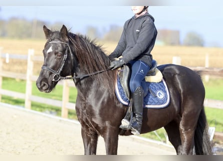 Tinker, Merrie, 8 Jaar, 140 cm, Zwart