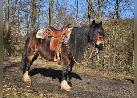 Tinker, Merrie, 9 Jaar, 132 cm, Bruin