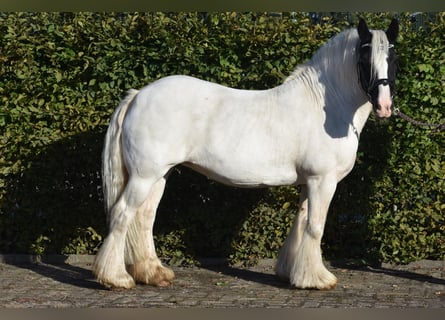 Tinker, Merrie, 9 Jaar, 150 cm, Gevlekt-paard